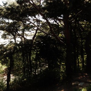 Uproot