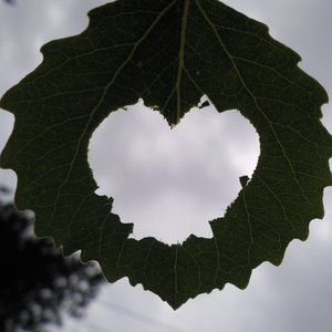 Avatar for Лика Ланская