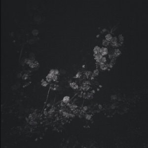 death of the moth