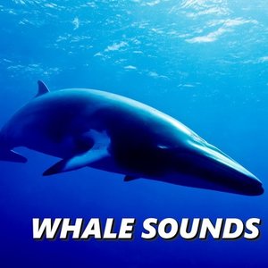 Whale Sounds