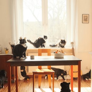 Sunday Supper - Single