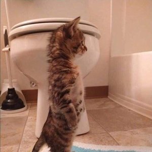 YfwPax のアバター