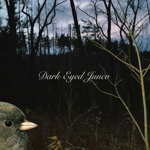 dark eyed junco