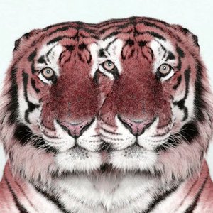Avatar for Kaplanfilan