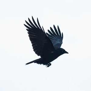 Avatar de Crowcatcher