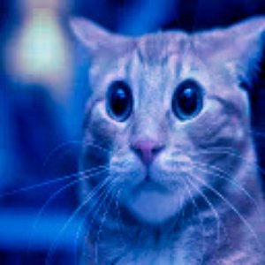 Avatar for twitter.com