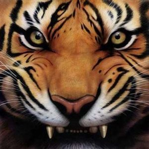 Kai and the Kicking Tiger 的头像