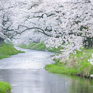 春の小川