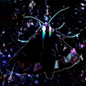 mothmanlives için avatar