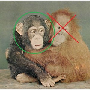 Baby Orangutan's Only Friend Teaches Him How to Swing on Ropes