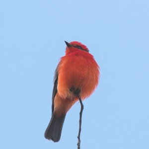 Peaceful Birds için avatar