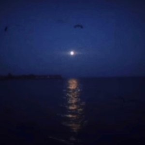 moonlight