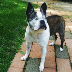 Love Is a Mutt from Hell 2020 / Mullet