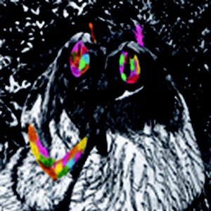 Dark Urrru 的头像