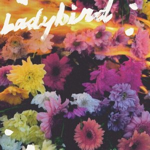 Ladybird - Single
