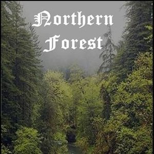 The Mist Over The Lake Lost Forest