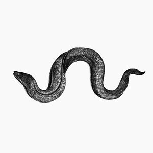 Eel I (reduction)