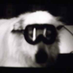 The Twilight Descends Upon the Trees