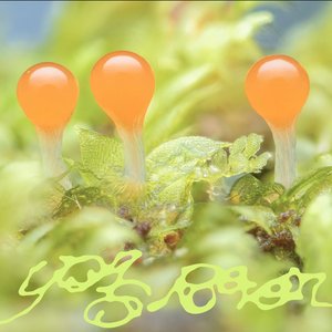 Bolle