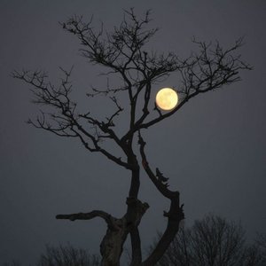 The Lonely Tree (Rain)