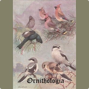 Ornithologia のアバター