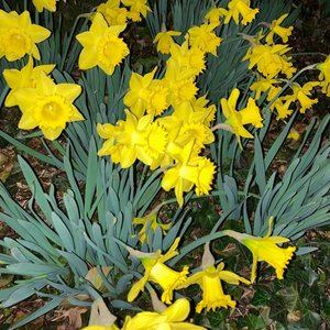 Frühlingsskit