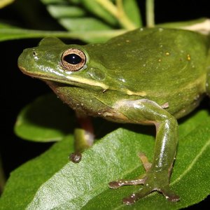 Avatar for Green Treefrog (Hyla Cinerea)