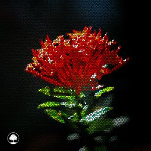 Red Salvia