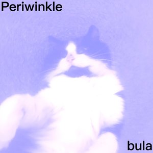 Periwinkle