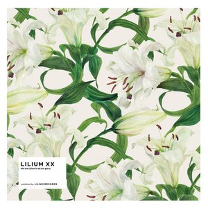 Lilium XX