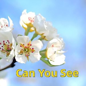 Can You See