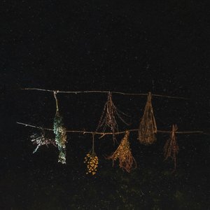 Wilderflowers