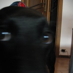 Avatar for Lomìno