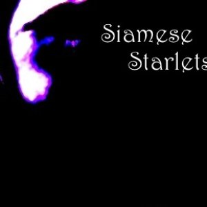 Siamese Starlets 的头像