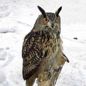 Bubo bubo 的头像