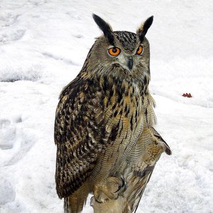 Bubo bubo のアバター