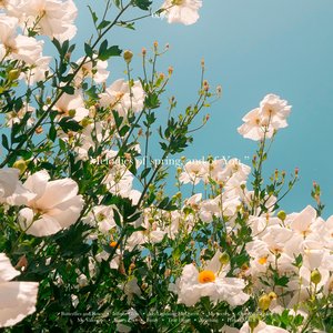 Melodies of spring, and of You.
