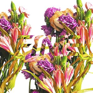 fine - Single