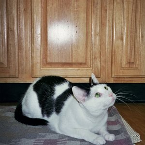 Randall - Single