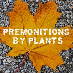 Premonitions by Plants Podcast 的头像