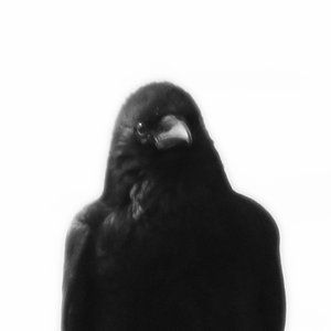 Black Feathered Scavengers Profile Picture
