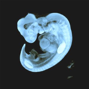 Baby On Board - Single