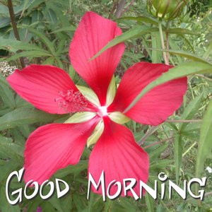 Good Morning