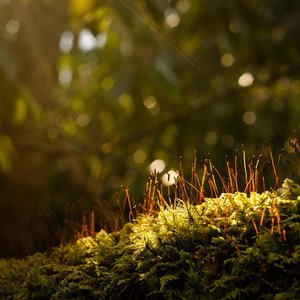 Take Root