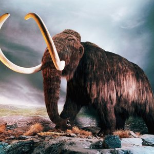 “Mammoth ft. Moguai”的封面