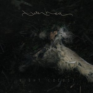 Night Locust