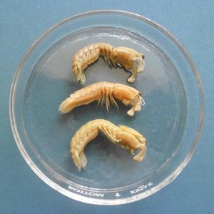 Rock Mantis Shrimp (RMS)