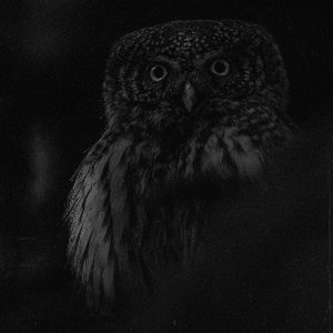 Owlcall
