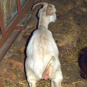Avatar for Goats Yelling Like Humans