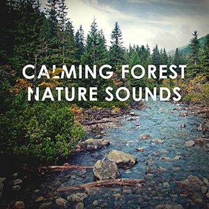 Calming Forest 的头像